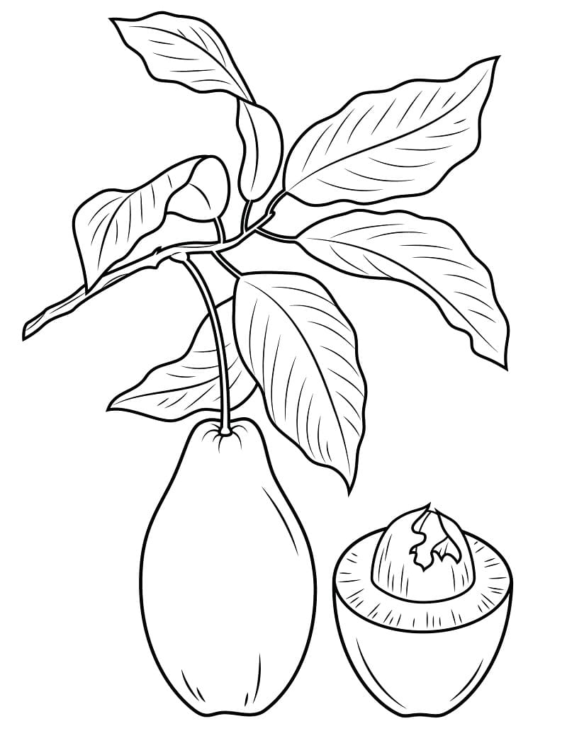 Desenho de Abacate com Flor para Colorir