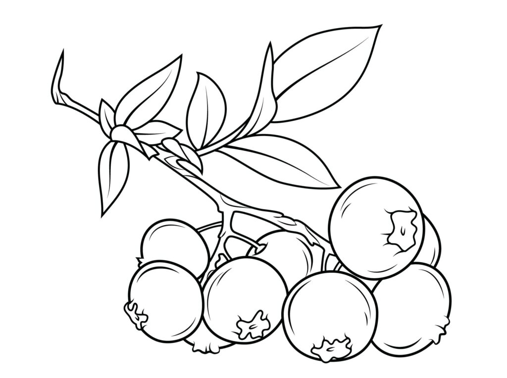 Desenho de Ramo de Mirtilo para Colorir