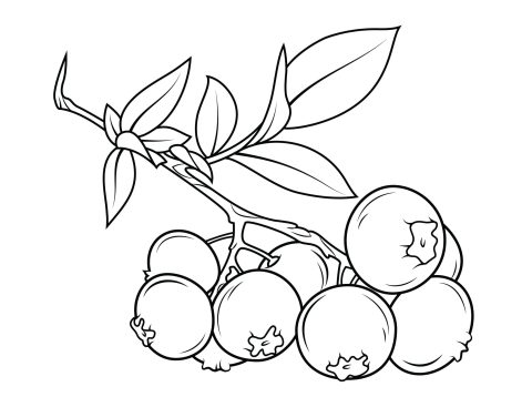 Desenho De Ramo De Mirtilo Para Colorir