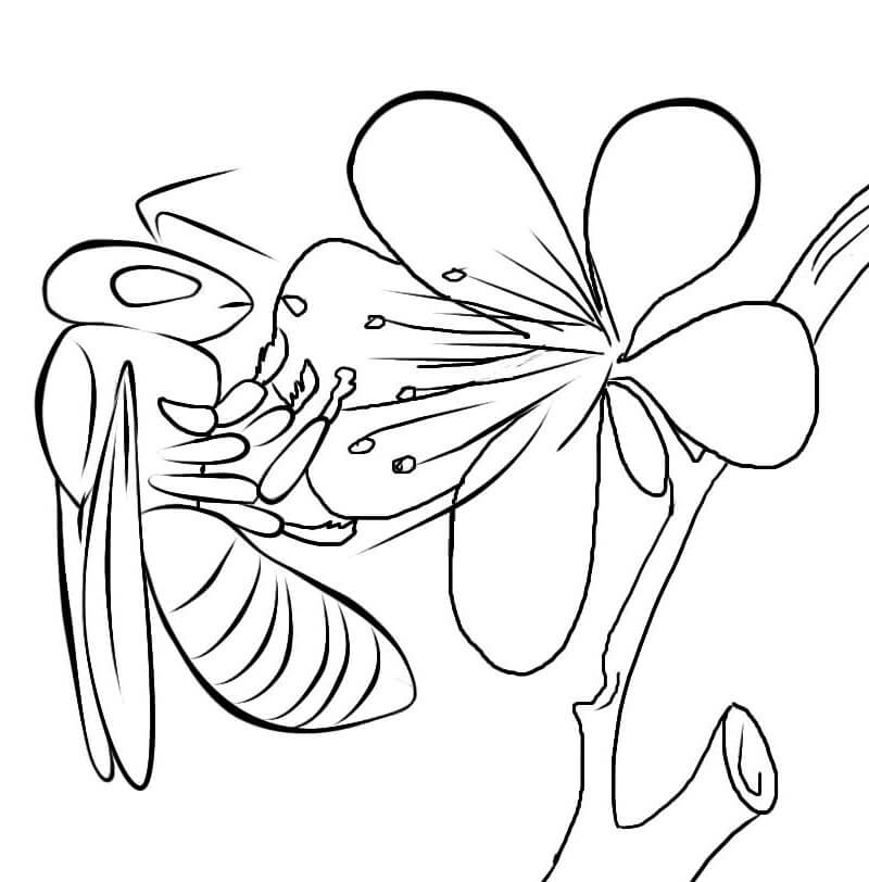 Desenho de Abelha Bebendo Nectar de Flor para Colorir