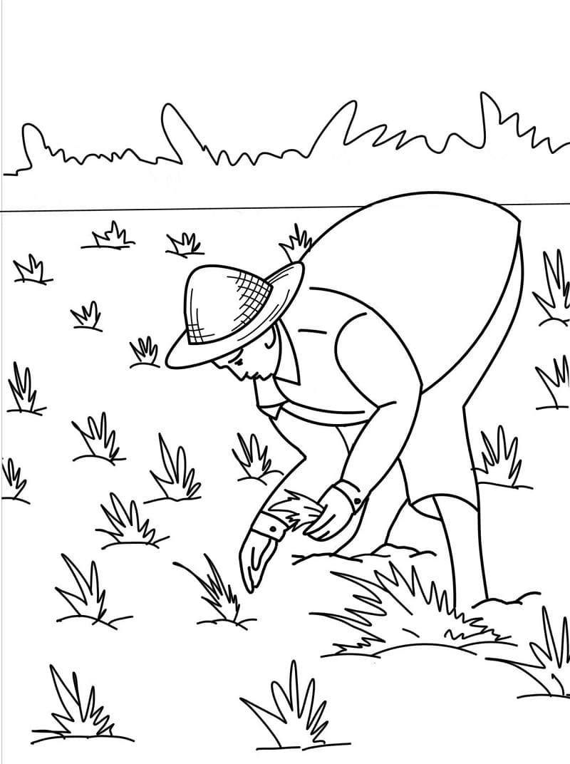 Desenho de Fazendeiro Está Trabalhando para Colorir