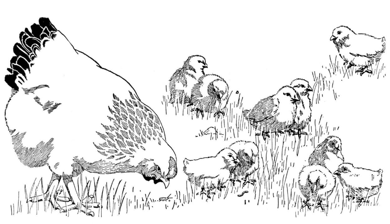 Desenho de Galinha e Seus Pintinhos para Colorir