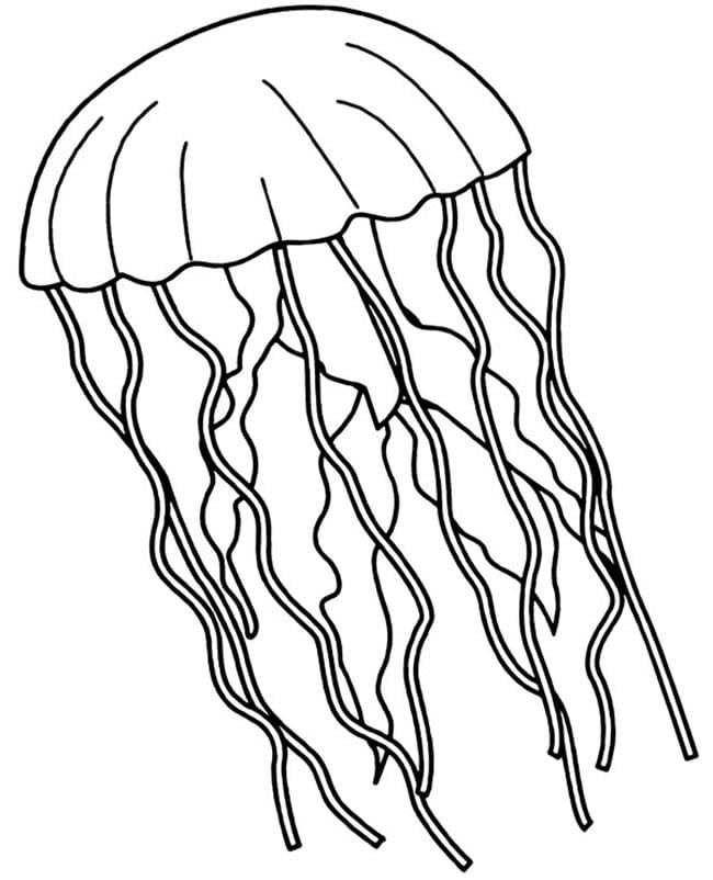 Desenho de Água Viva Nadando para Colorir