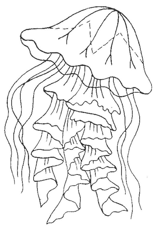 Desenho de Água Viva no Mar para Colorir com Lápis de Cor
