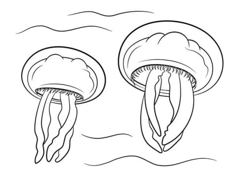 Desenho De Duas água Viva No Fundo Do Mar Para Colorir