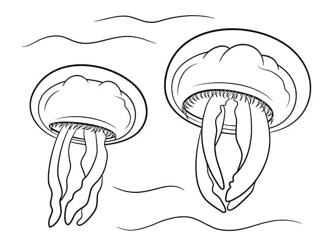 Desenho de Duas Água Viva no Fundo do Mar para Colorir