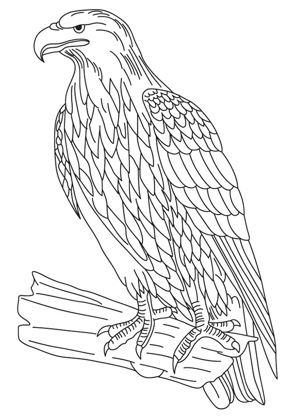Desenho de Águia no Galho de Árvore para Pintar com Lápis
