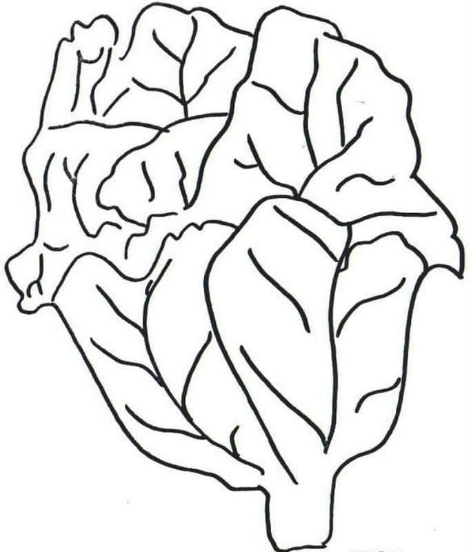 Desenho de Alface com Hortinha Caseira para Colorir com Lápis de Cor