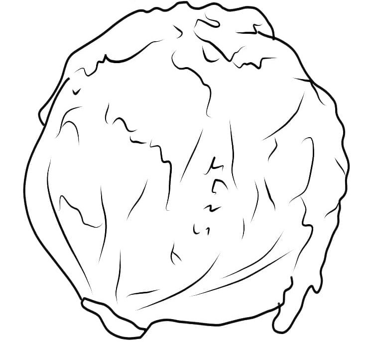 Desenho de Alface com Textura para Colorir e Baixar Pdf