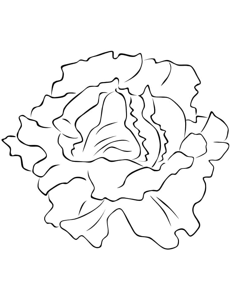 Desenho de Alface Crescendo no Jardim para Colorir Pdf