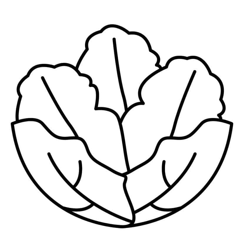 Desenho de Alface Fácil para Colorir