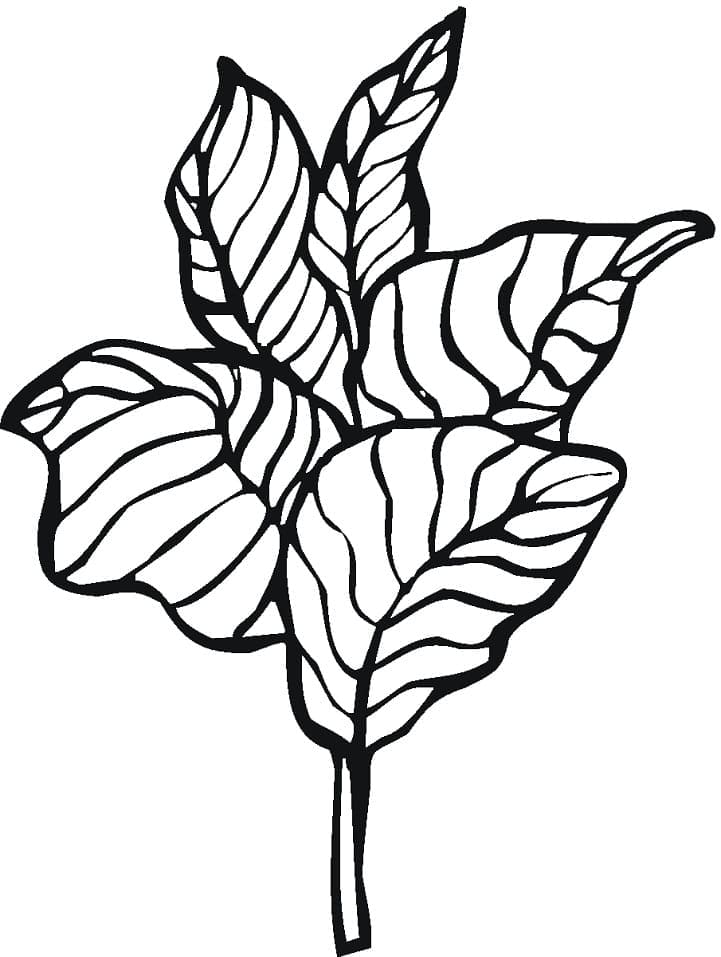 Desenho de Alface Grátis para Colorir