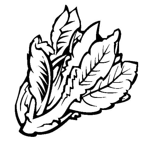 Desenho de Alface Grátis para Crianças para Colorir