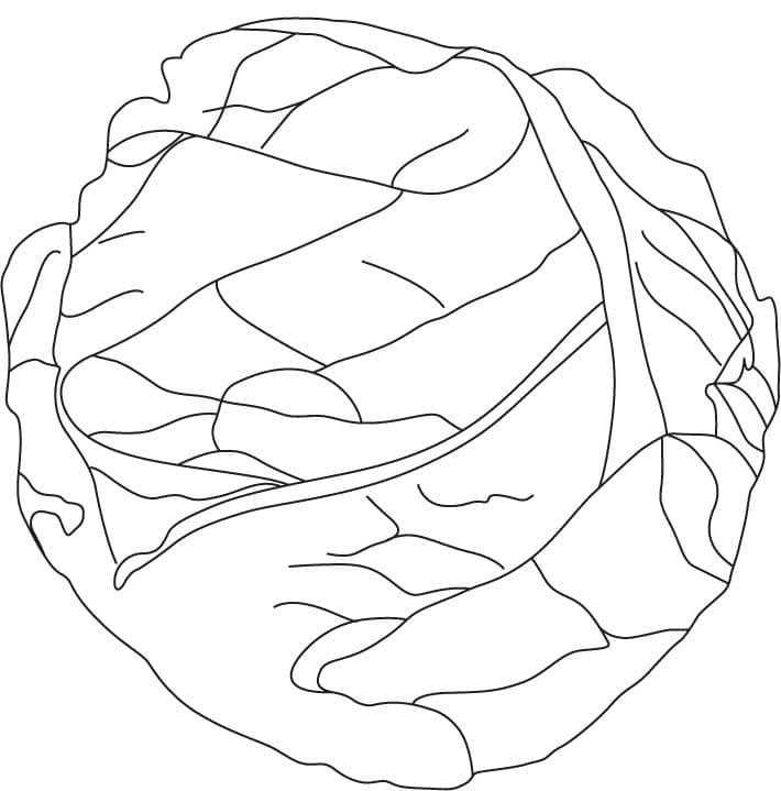 Desenho de Alface Iceberg para Colorir