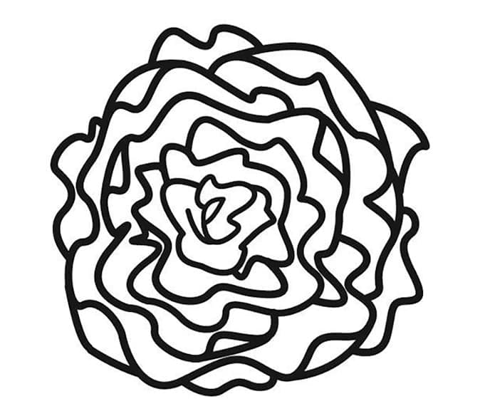 Desenho de Alface na Horta Escolar para Colorir e Imprimir Pdf