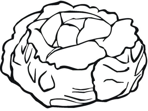 Desenho De Alface orgânica Para Colorir Com lápis De Cor
