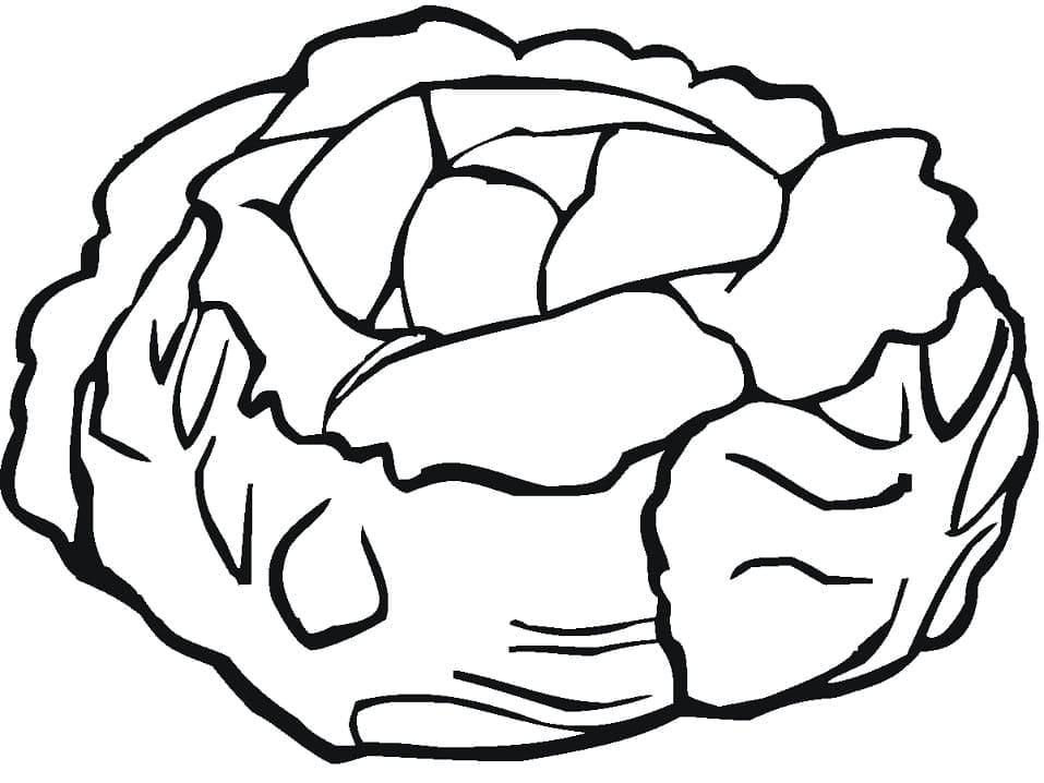 Desenho de Alface Orgânica para Colorir com Lápis de Cor