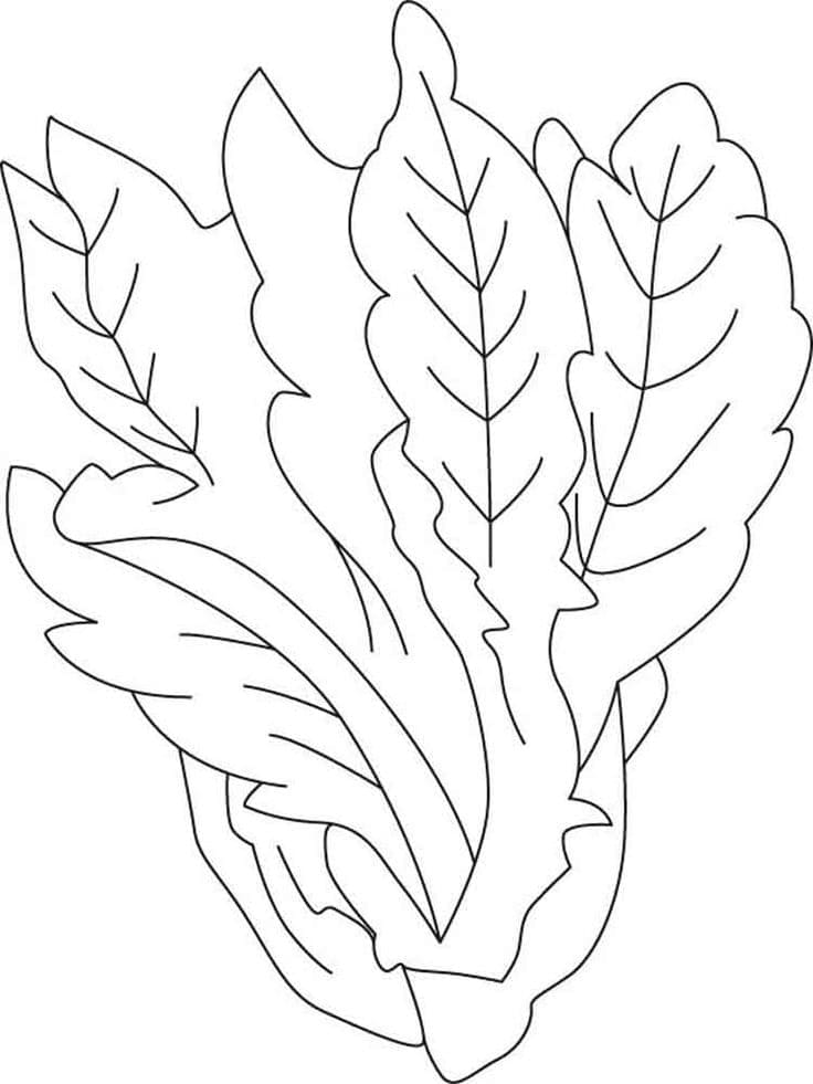 Desenho de Alface para Colorir e Download Grátis Pdf