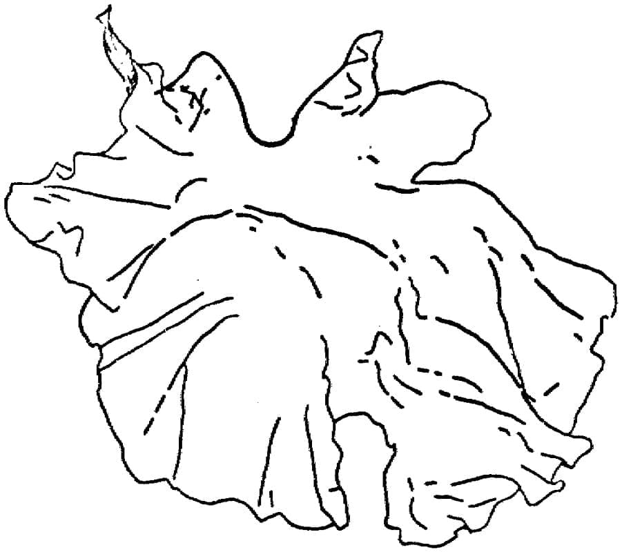 Desenho de Alface para Colorir e Usar com Tinta Guache