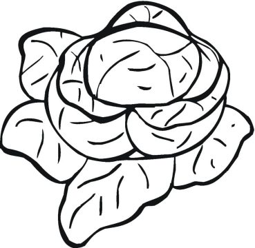 Desenho De Alface Para crianças Para Colorir