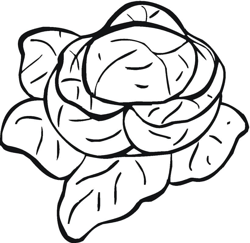 Desenho de Alface para Crianças para Colorir