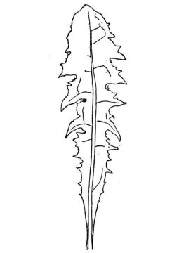 Desenho De Alface Simples e fácil Para Colorir Com lápis De Cor