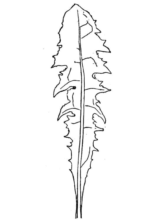 Desenho de Alface Simples e Fácil para Colorir com Lápis de Cor