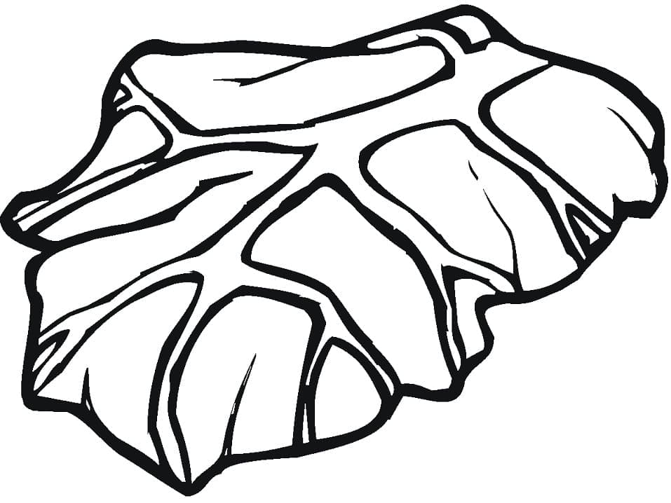 Desenho de Alface Vegetal para Colorir