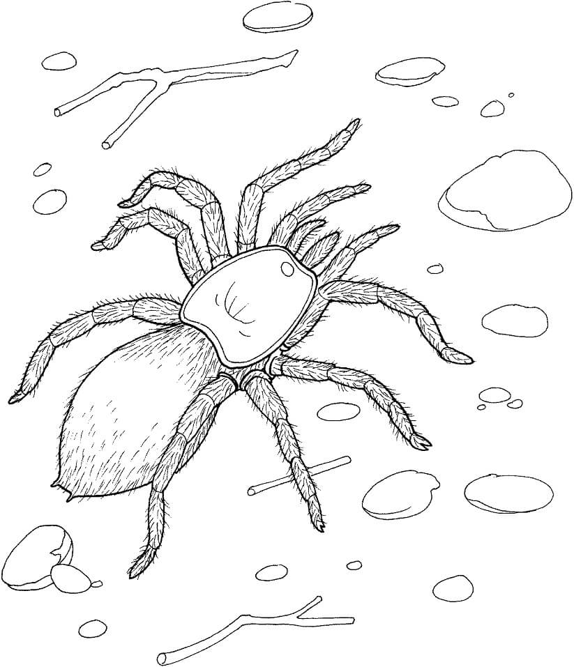 Desenho Aranha Venenosa Passeando no Jardim para Colorir