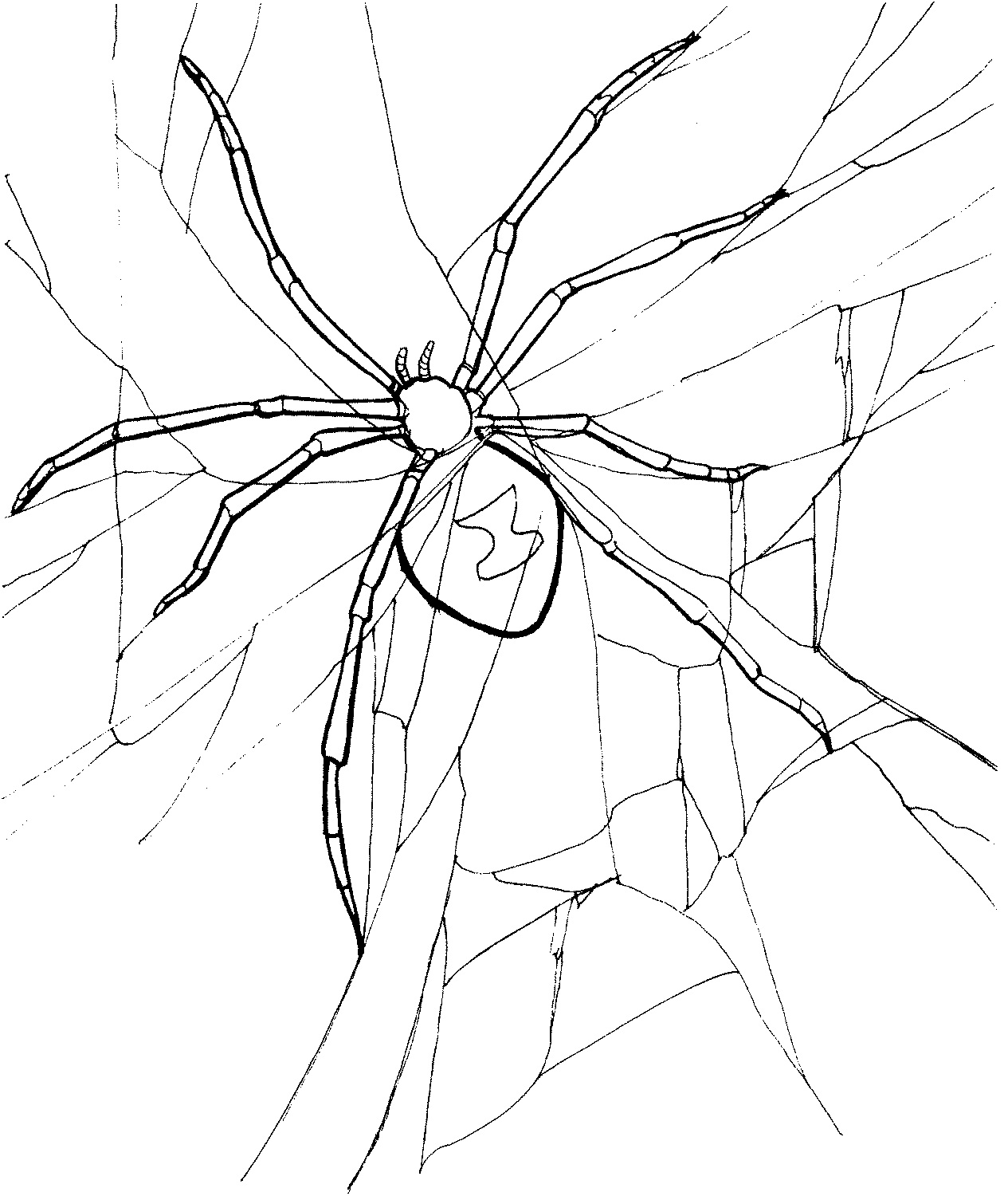 Desenho de Aranha em Suá Teia na Floresta para Imprimir e Colorir