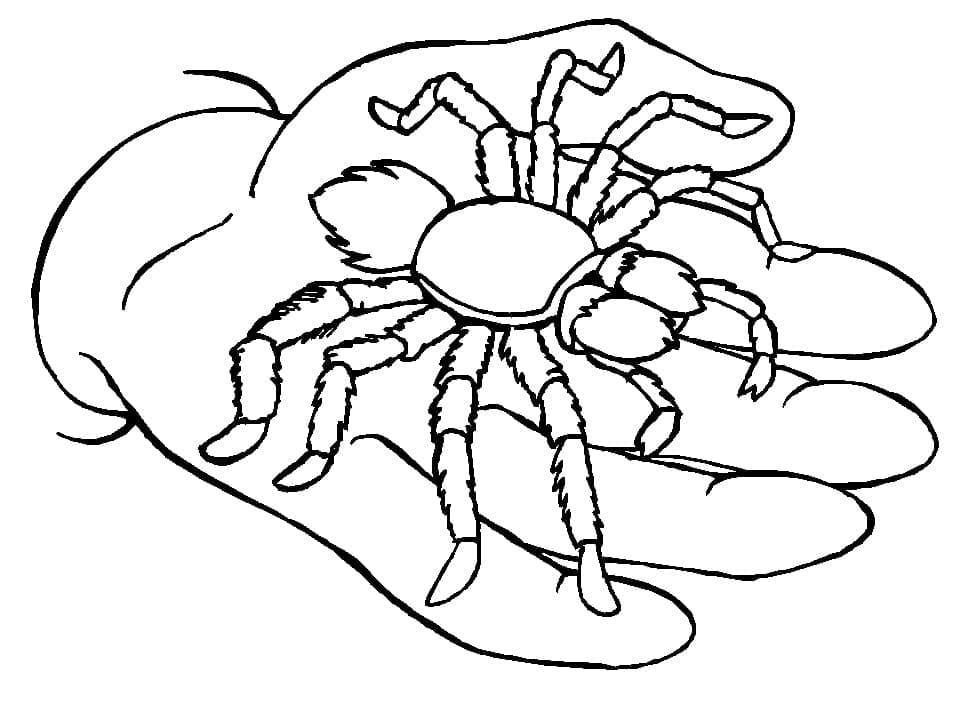 Desenho de Aranha na Mão para Colorir
