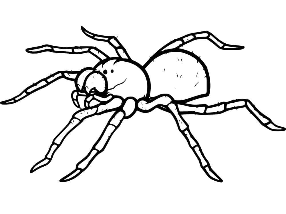 Desenho de Imagem de Aranha para Colorir