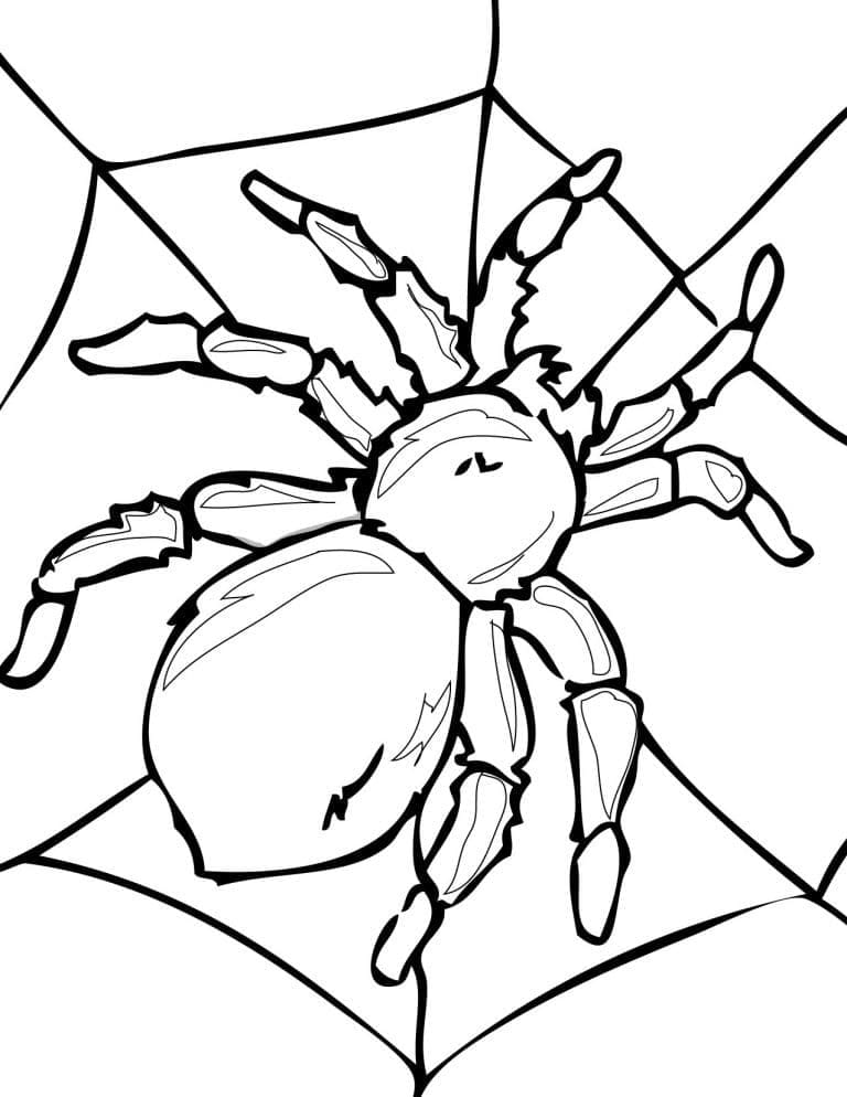 Desenho Imprimivel de uma Aranha para Colorir