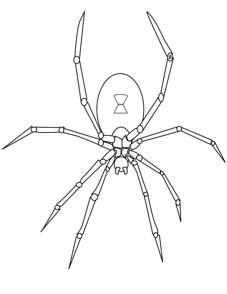 Desenho para Pintar de Aranha Grande