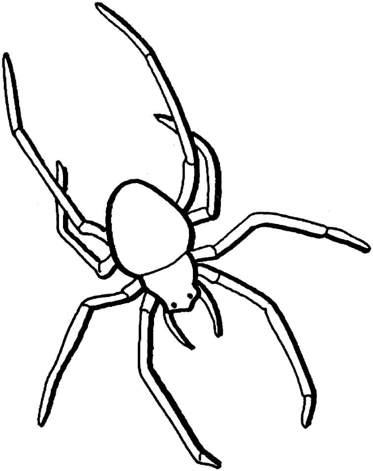 Desenho Pdf de Aranha para Colorir Facilmente