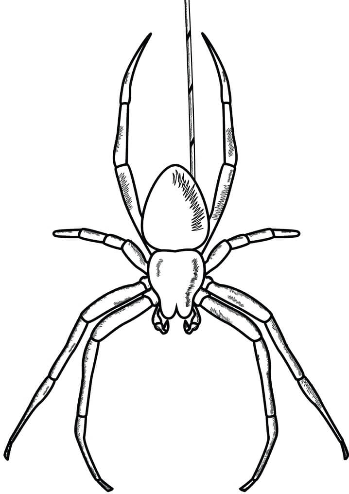 Desenho Realista de Aranha para Pintar com Giz de Cera