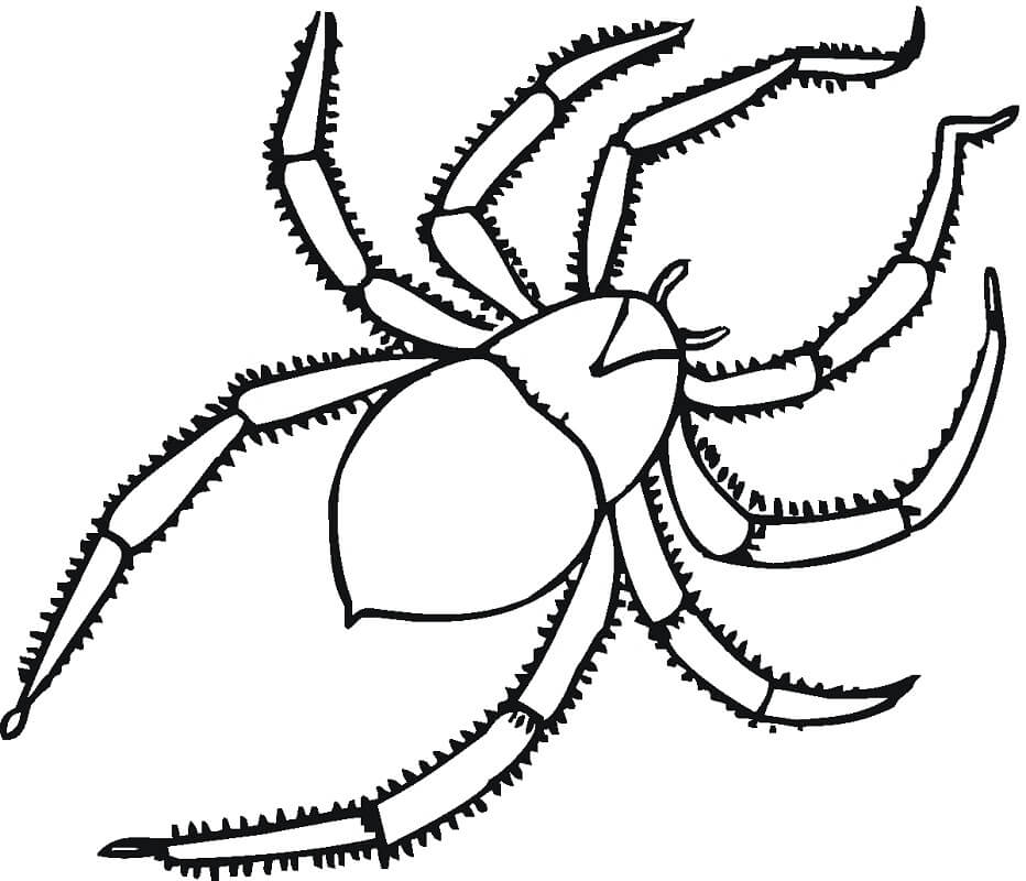 Imprimir Desenho de Aranha