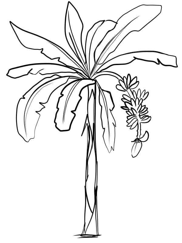 Desenho de Bananeira Básica para Colorir