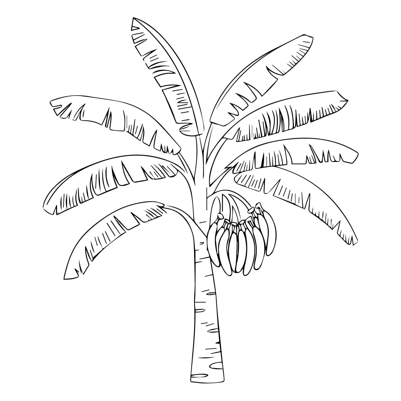 Desenho de Bananeira Grátis para Colorir