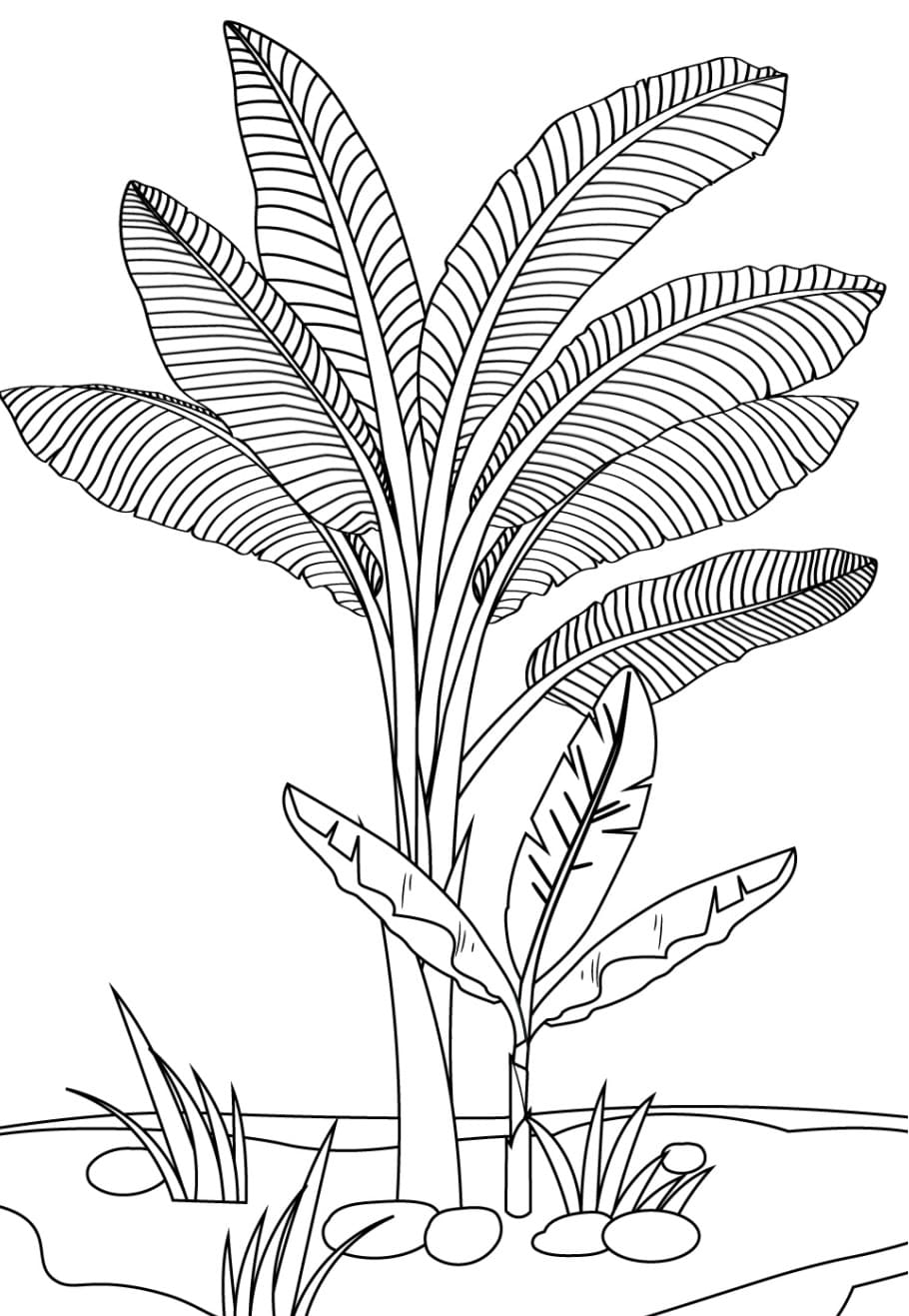 Desenho de Bananeira Imprimivel para Colorir