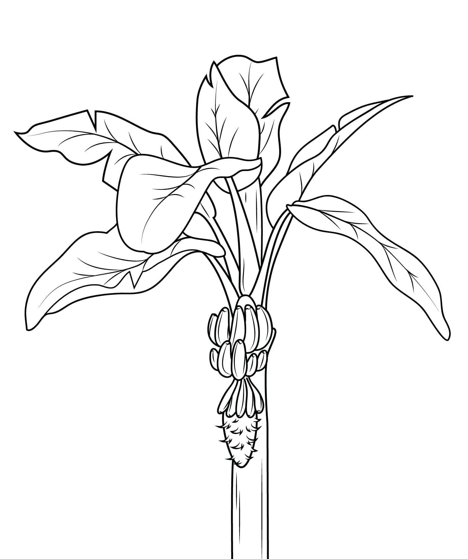 Desenho de Bananeira Normal para Colorir
