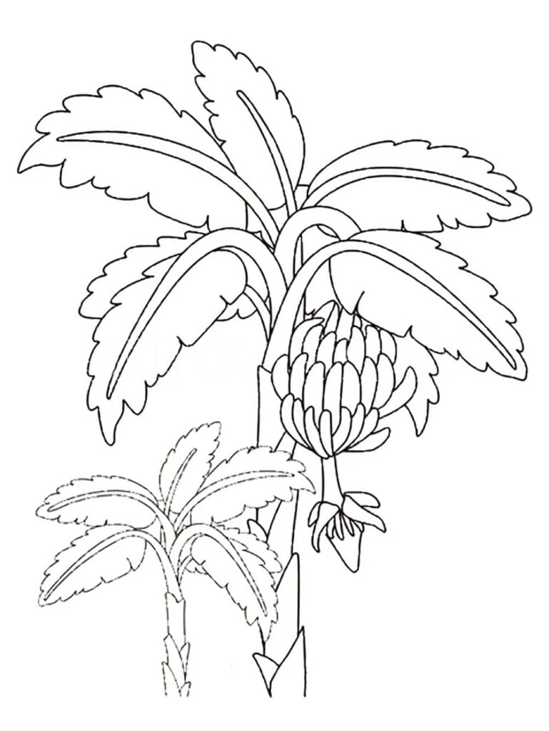 Desenho de Bananeira para Crianças de 5 Ano para Colorir
