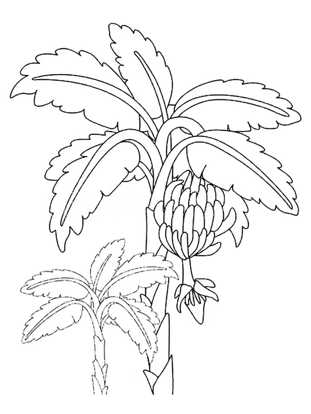Desenho de Bananeira para Crianças de 5 Ano para Colorir