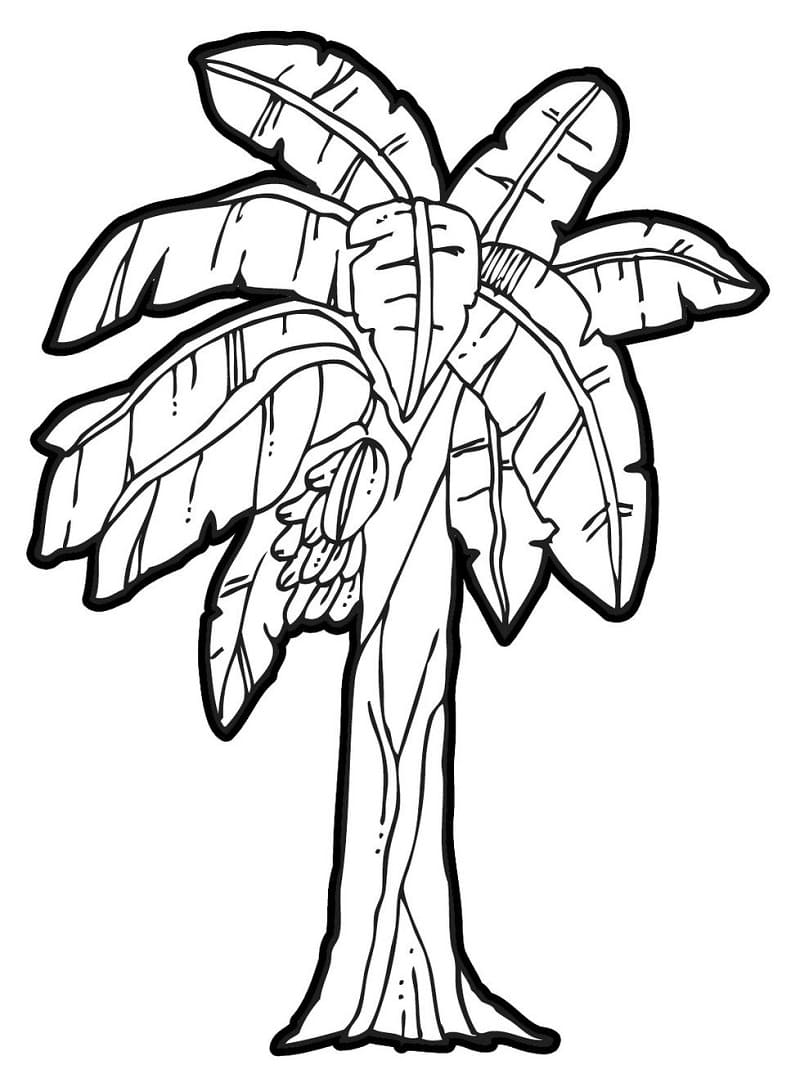 Desenho de Bananeira Perfeita para Colorir