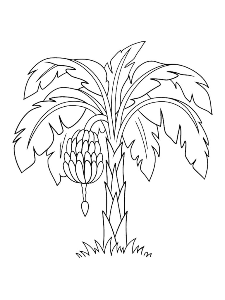 Desenho de Foto de Bananeira para Colorir