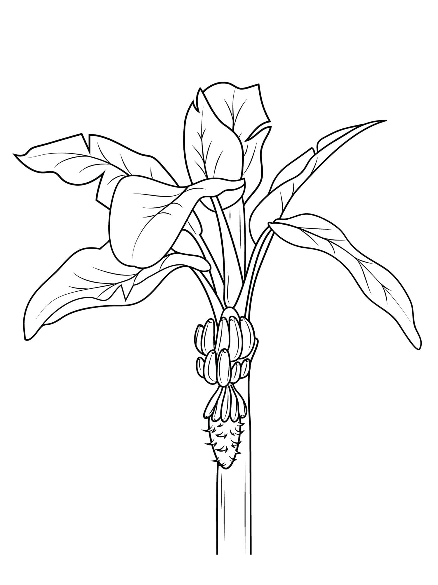 Desenho de Pintura de Bananeira para Colorir