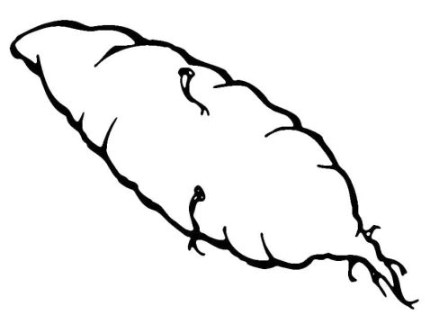 Desenho de Uma Batata Doce para Colorir