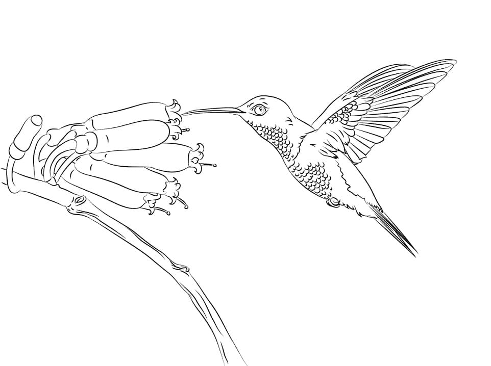Desenho de Beijá Flor e Flor para Colorir com Giz de Cera Pdf
