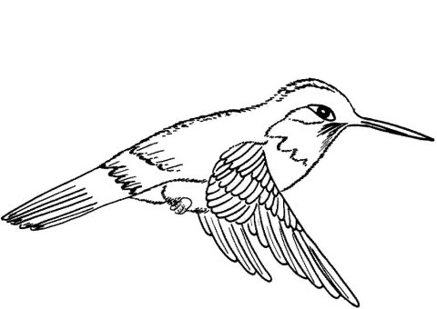 Desenho de Beija Flor para Colorir Baixar Giz de Cera