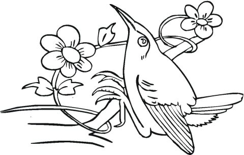 Desenho de Beija Flor para Colorir Pdf